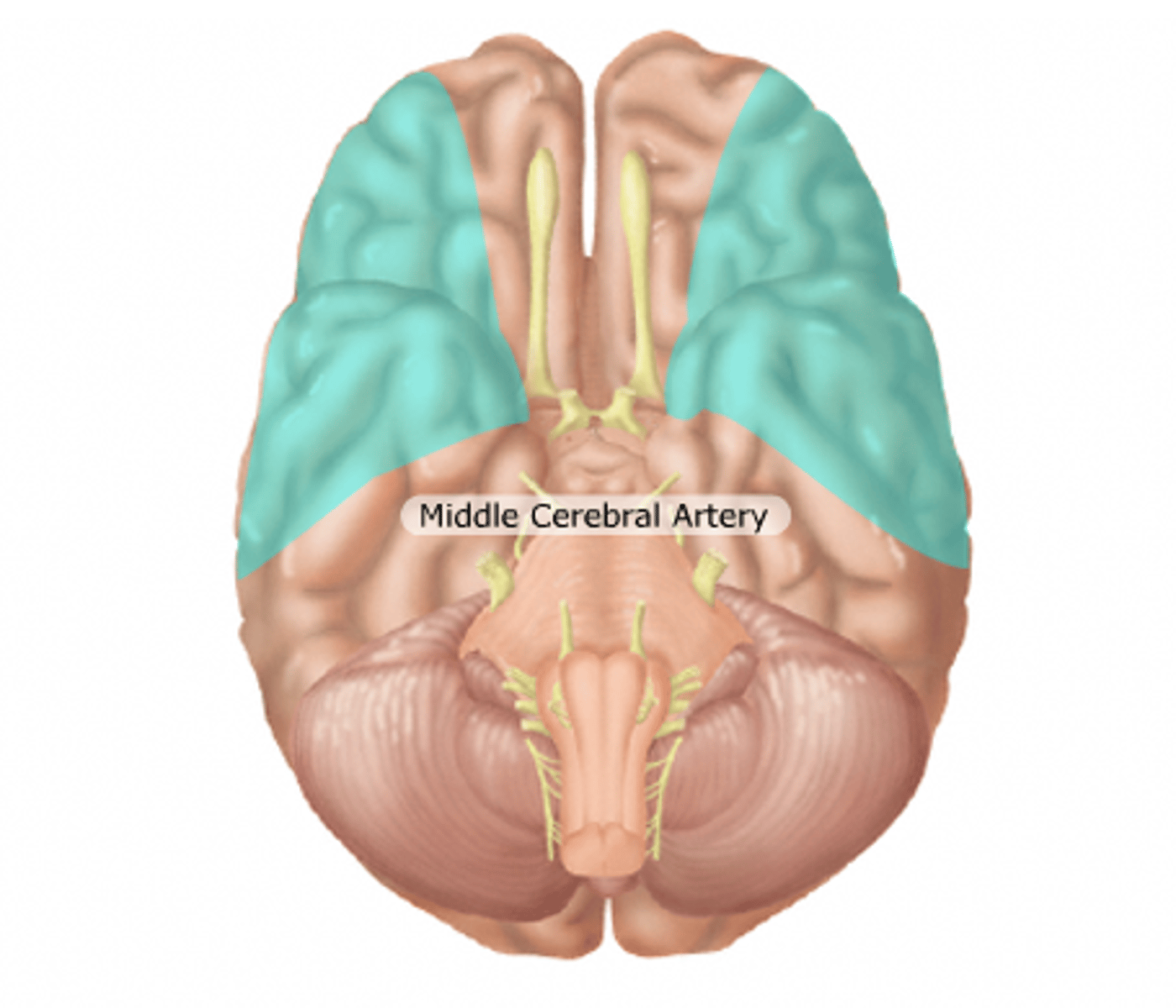 <p>vascular territory of middle cerebral artery</p>