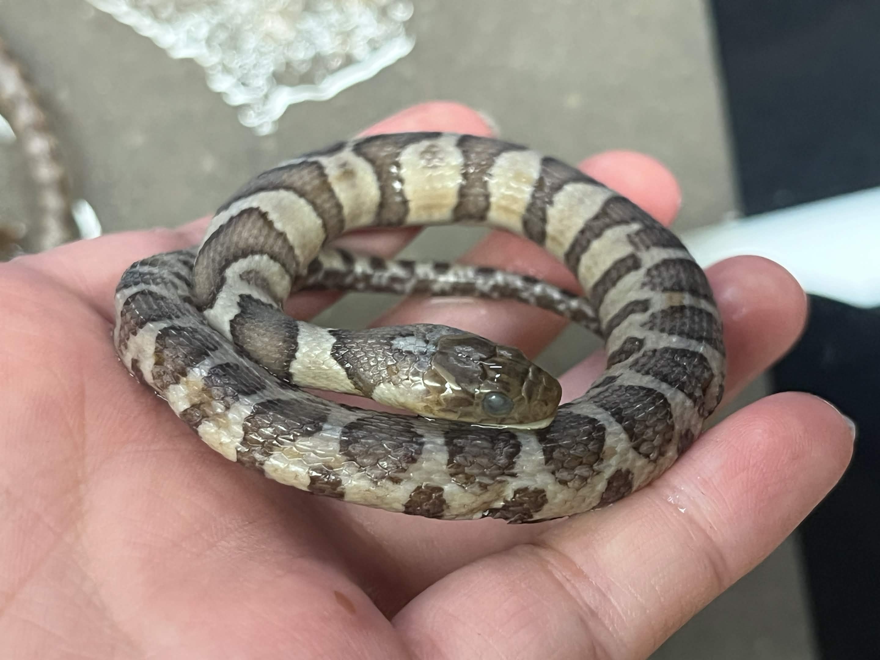 <p>Infraorder + Superfamily + Family + Scientific name?<br>- jumbled striping<br>- wider nose</p>