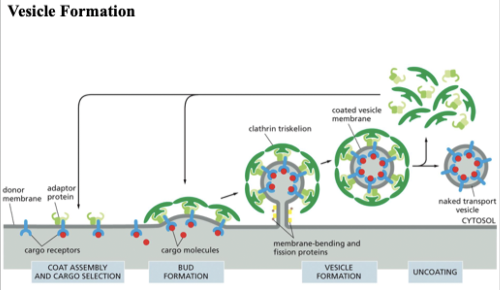 <p>What are the 5 steps of vesicle transport?</p>