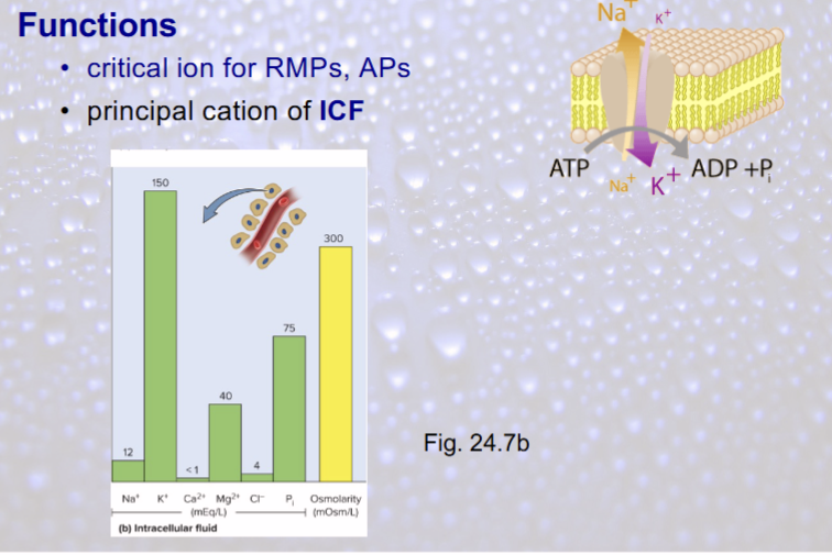 <p>critical ion for RMPs, APs</p><p>principal cation of ICF</p>