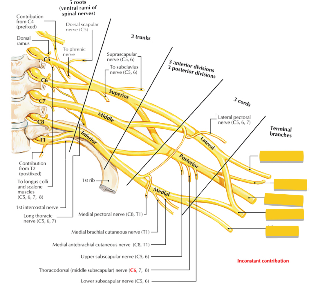 <p>Terminal <strong>Branches</strong> of the Brachial Plexus</p>