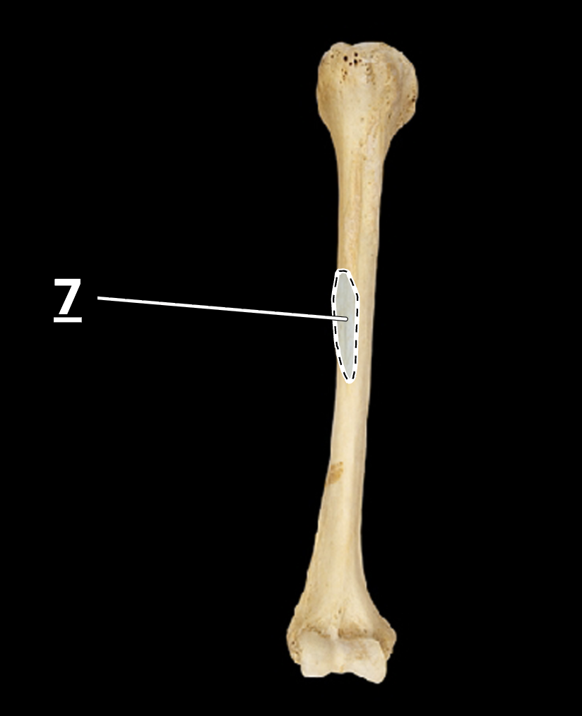 <p>7</p>