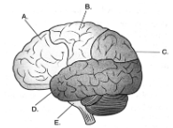 <p><span style="background-color: transparent; font-family: "Times New Roman", serif;">Which of the labeled areas in the diagram contains the lobe of the brain responsible for processing our five senses and the somatosensory cortex?</span></p>
