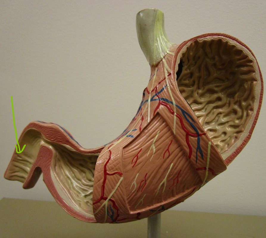 knowt flashcard image