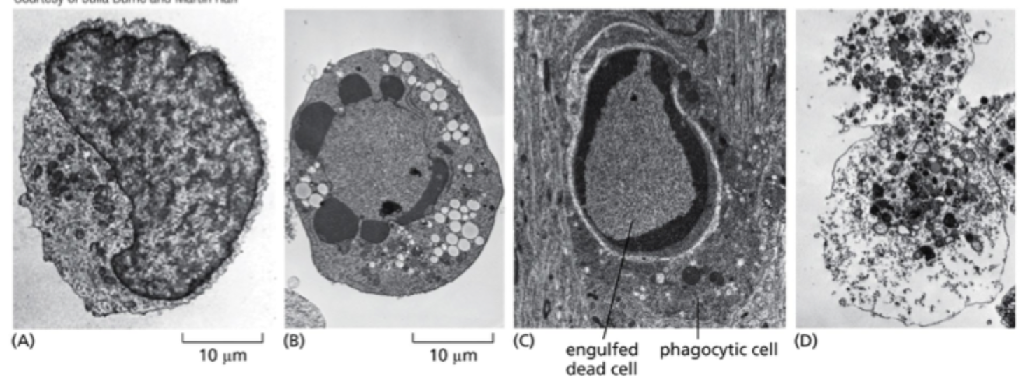 <p>Cellen <strong>svulmer op</strong>, organeller nedbrydes, plasmamembranen mister integritet, og celleindhold <strong>lækker ud</strong>.1</p>