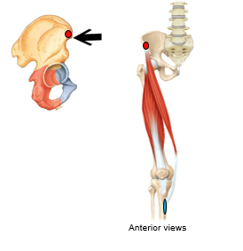 <p>What is the red dot referring to? is it an origin/insertion, for what muscle? </p>
