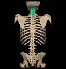 <p>Vertebrae and #Bones</p>