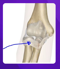 <p>the blue arrow is pointing to the radial collateral ligament</p>