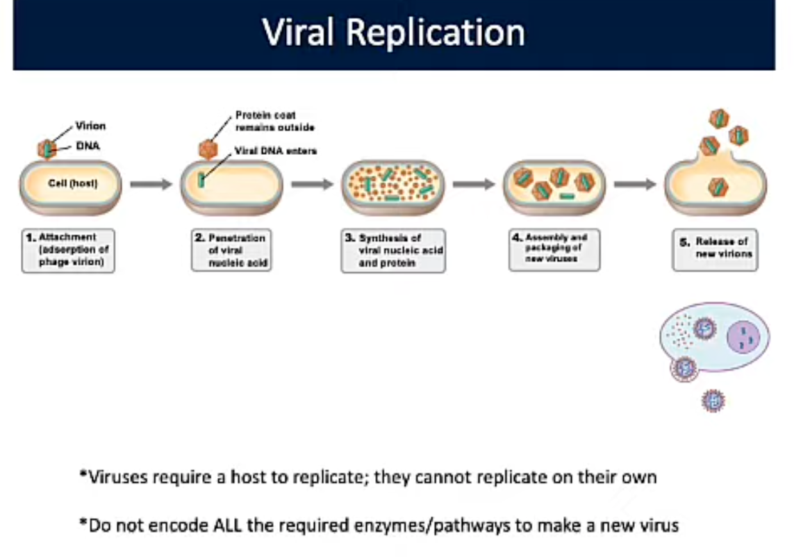 <p>Viral Replication</p>