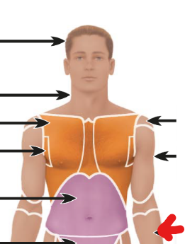 <p>lower arm area </p>