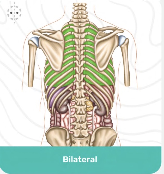 <p>Bilateral </p>