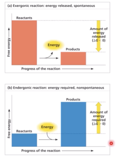 <ul><li><p>Exergonic reaction (G is negative): energy released, spontaneous</p></li><li><p>Endergonic reaction (G is positive): energy required, non spontaneous</p></li></ul><p></p>