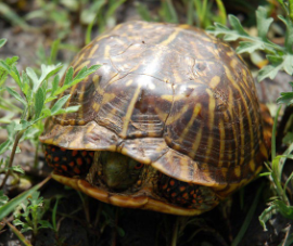 <p>This box turtle has two adaptations for a terrestrial environment: ______ shell and hinged ______ for closing up.</p>