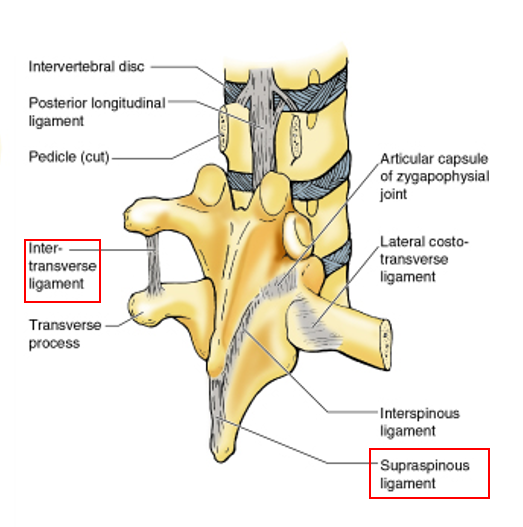 <p>connect adjacent transverse processes</p>