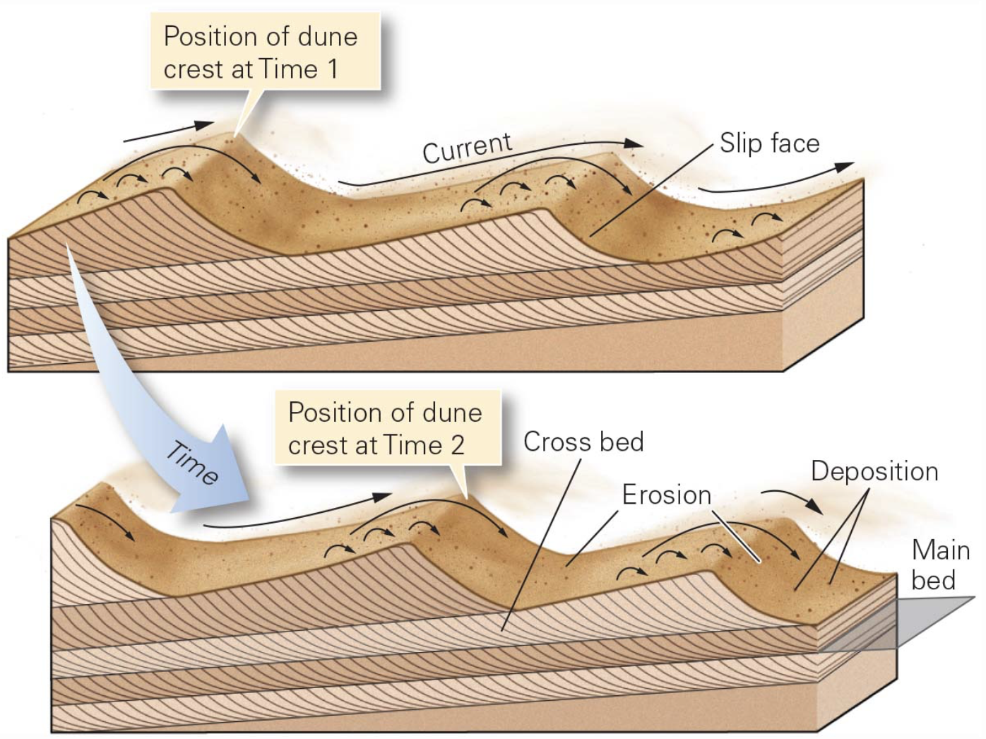 <p>Cross beds:</p>