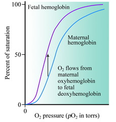 <p>The fetal hemoglobin needs to have a higher affinity for oxygen to acquire oxygen from the mother, so the hemoglobin can bind to the oxygen at the lower partial pressure.</p><p>Structure wise: Fetal hemoglobin has 2 gamma (instead of beta) subunits. The replacement of histidine with serine at position 143 in the gamma globin chain of fetal hemoglobin decreases its affinity for 2,3-BPG, leading to increased oxygen affinity</p>