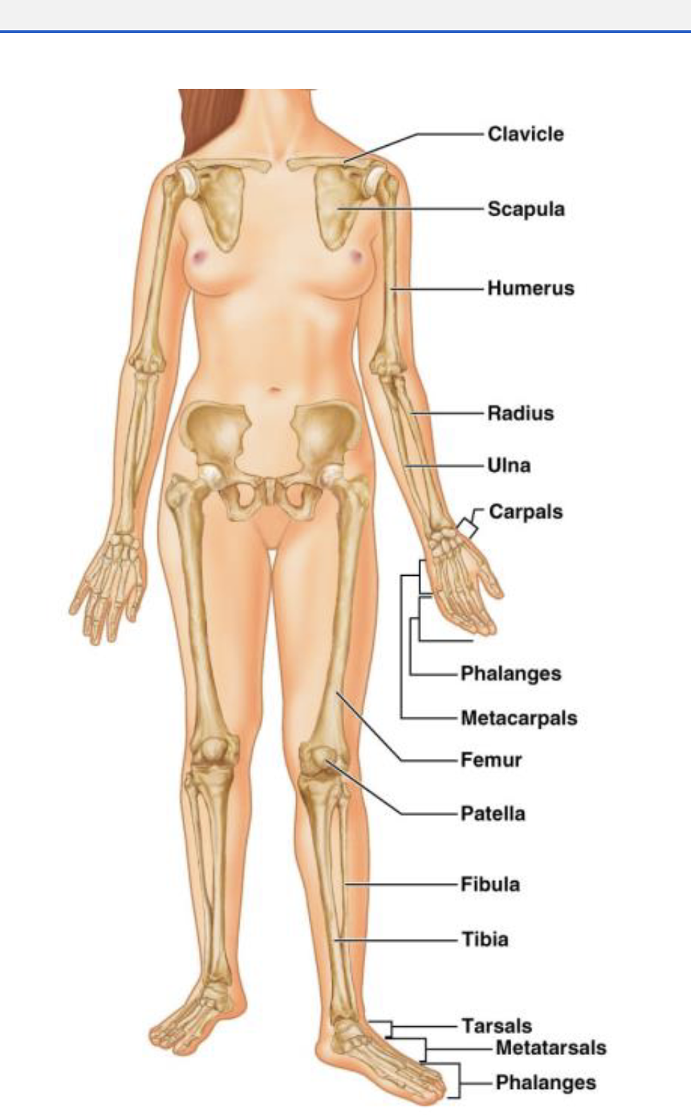 <ul><li><p>Pectoral Girdle: clavicle and scapula</p></li><li><p>Upper Extremities: humerus, radius, ulna, carpals, metacarpals, and phalanges</p></li></ul><ul><li><p>Pelvic Girdle: coxal bones</p></li><li><p>Lower Extremities: femur, patella, tibia, fibula, tarsals, metatarsals, and phalanges</p></li></ul><p></p>