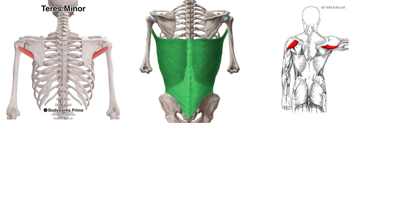 <p>Teres Minor, Latissmus Dorsi, Posterior Deltoid </p>