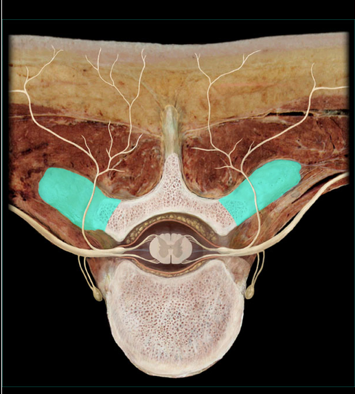 <p>Transverse process</p>