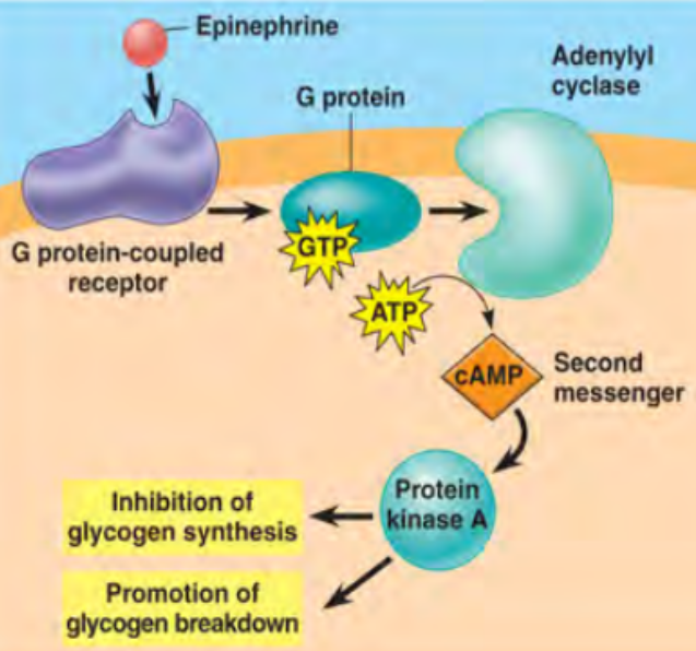 <p>1 - Ligand binds to GPCR</p><p>2 - GPCR undergoes conformational change</p><p>3 - Alpha subunit exchanges GDP for GTP</p><p>4 - Alpha subunit dissociates and regulates target proteins</p><p>5 - Target protein relays signal as 2nd messenger and triggers cascade response</p><p>6 - GTP is hydrolyzed to GDP, everything returns to its original place, ready to repeat the sequence</p>