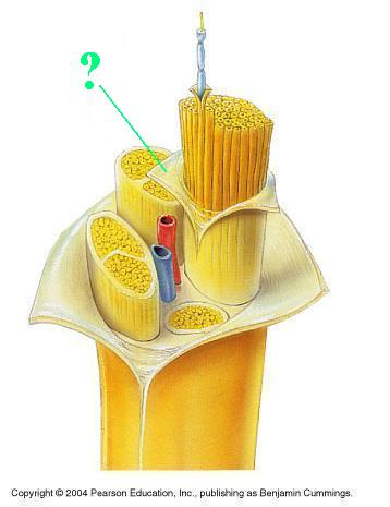 <p>Identify the indicated connective layer of a nerve</p>
