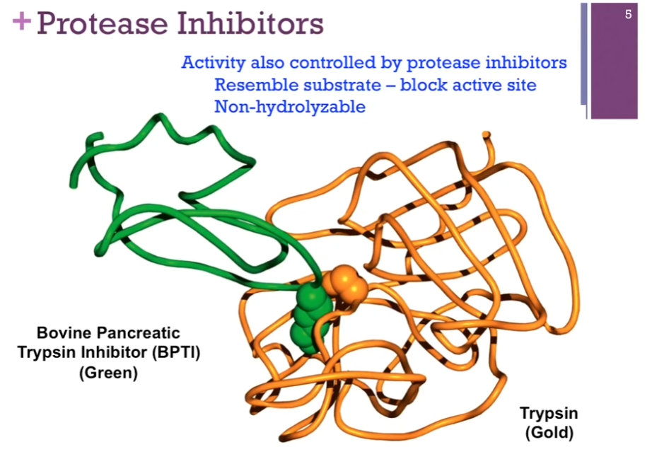 <p>Reminder: Chymotrypsin is a PROTEASE, meaning it is an enzyme that breaks peptide bonds in proteins.</p><p>Another way <strong>PROTEASES </strong>(enzymes that break peptide bonds in proteins!) are controlled is by protease inhibitors. Good example = enzyme trypsin in gold here. Trypsin inhibitor in green; resembles SUBSTRATE closely so it can bind to the active site, but there is no reaction. AKA it blocks the activity of the enzyme.</p>