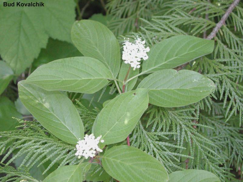 <p>Red-osier Dogwood</p>