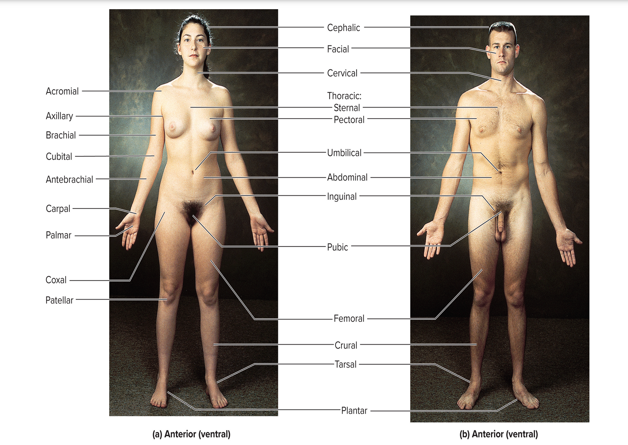 <p>Anterior ventral</p>