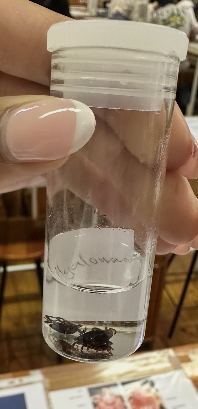 <p>What tick species is this </p>