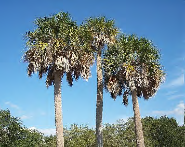 <p>•</p><p>Arecaceae</p><p>•</p><p>State tree of South Carolina</p><p>•</p><p>Cold and salt resistant</p><p>•</p><p>Key Characters:</p><p>•</p><p>Tall</p><p>•</p><p>costapalmate</p>