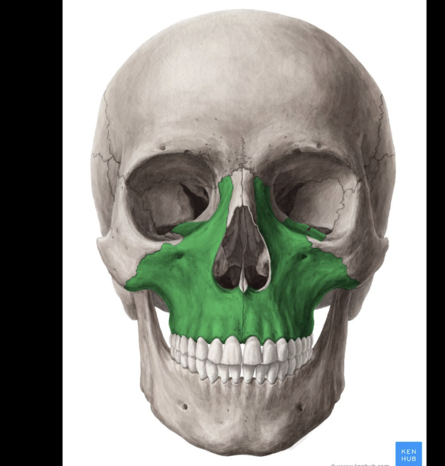 <p>Hint - above the teeth; upper lip</p>