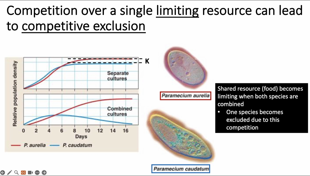<ul><li><p>Competition over a single limiting resource can lead to competitive exclusion</p><ul><li><p>Ex: FOOD - when two species are combined, the food becomes limiting, and one species will be excluded!</p></li></ul></li><li><p><span>“When grown together someone has to win over the other. Blue starts to decline and die off while Red will reach it’s carrying capacity. Red is a lot smaller so it doesn’t need as much and can grow much more rapidly than the blue.”</span></p></li></ul><p></p>