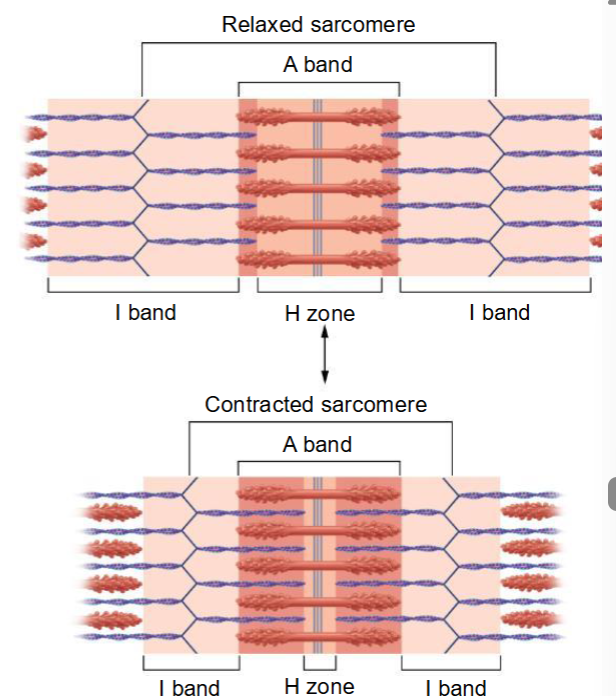 <p>Once bound, a change in the angle of the myosin head will pull the actin filaments</p><p>Sliding Filament Theory</p><ul><li><p>Upon stimulation, myosin heads bind to actin and sliding begins</p></li><li><p>Thin filaments slide past the thick ones</p></li></ul><p>when fully contraction shorter gap between z lines and reduction in H zone</p>