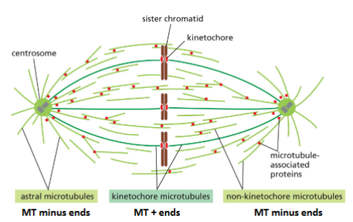 <p>Microtubules form mitotic apparatus to separate chromosomes during mitosis</p><p>• Combined action of MT dynamics and motor proteins is responsible for</p><p>chromosome separation during mitosis</p>