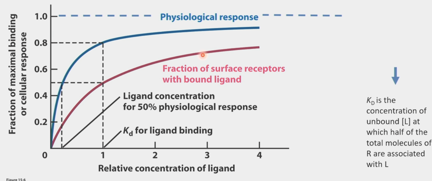 <ul><li><p>binding to receptors according to chemical equilibrium</p></li><li><p>R + L ←→ RL</p><ul><li><p>R = receptor, L = ligand, RL = ligand bound to receptor</p></li><li><p>reversible chemical rxn</p></li></ul></li><li><p>K<sub>d</sub> = ([R][L]) / [RL]</p><ul><li><p>K<sub>d</sub> = concentration of unbound [L] at which <strong>half</strong> of the total molecules of R are associated with L</p></li></ul></li><li><p>as ligand concentration increases, there is a higher fraction of surface receptors with a bound ligand</p><ul><li><p>but the physiological response of cells is often <strong>more sensitive</strong> than anticipated</p></li></ul></li><li><p><strong>signalling pathways</strong> = series of <strong>REVERSIBLE</strong> chem rxns → binding drives rxn towards <strong>HIGH</strong> PKA activity</p><ul><li><p>[GPCR] + [hormone] ←→ k<sub>bind</sub>[GPCR][hormone] / k<sub>release</sub>[GPCR:hormone] ←→ [GPCR:hormone]</p></li></ul></li></ul><p></p>