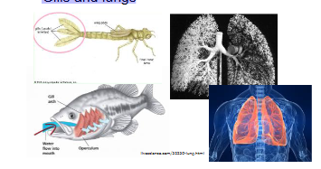 <p>Gills and lungs</p>