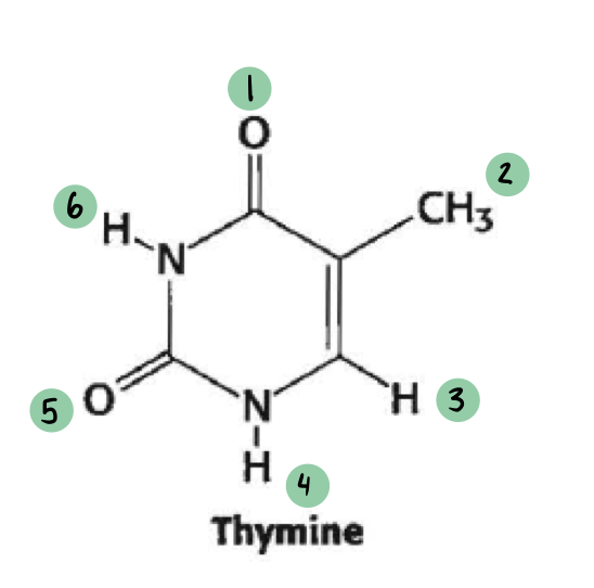 <p>which of these have a 𝛿- and which have a 𝛿+ (not all will have a charge)</p>