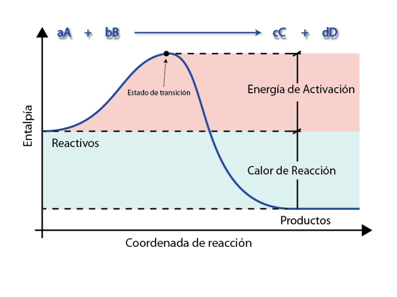 <p><span style="font-family: Wingdings; line-height: normal; font-size: 12.6px;"> </span>Esta teoría se enfoca en la especie de máxima energía que se forma en el momento de una colisión efectiva para que los reactivos se conviertan en productos.</p><p><span style="font-family: Wingdings; line-height: normal; font-size: 12.6px;"> </span>Esta especie se conoce como <strong>estado de transición </strong>(o <strong>complejo activado</strong>) y solo existe en el instante de la energía potencial más alta.</p><p><span style="font-family: Wingdings; line-height: normal; font-size: 12.6px;"> </span>El <strong>estado de transición </strong>es una especie inestable que contiene enlaces parciales los cuales algunos de ellos se debilitan y otros se fortalecen. Es una especie que no es ni reactivo ni producto y en una reacción química <strong>puede regresar a ser reactivo o puede convertirse en producto.</strong></p>