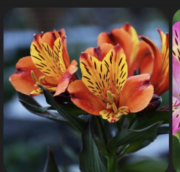 <p>Peruvivan Lily </p>