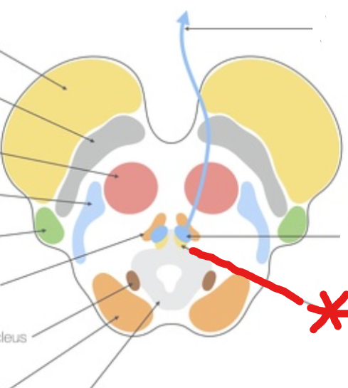 <p>A structure in the midbrain responsible for pupil constriction and lens accommodation.</p>