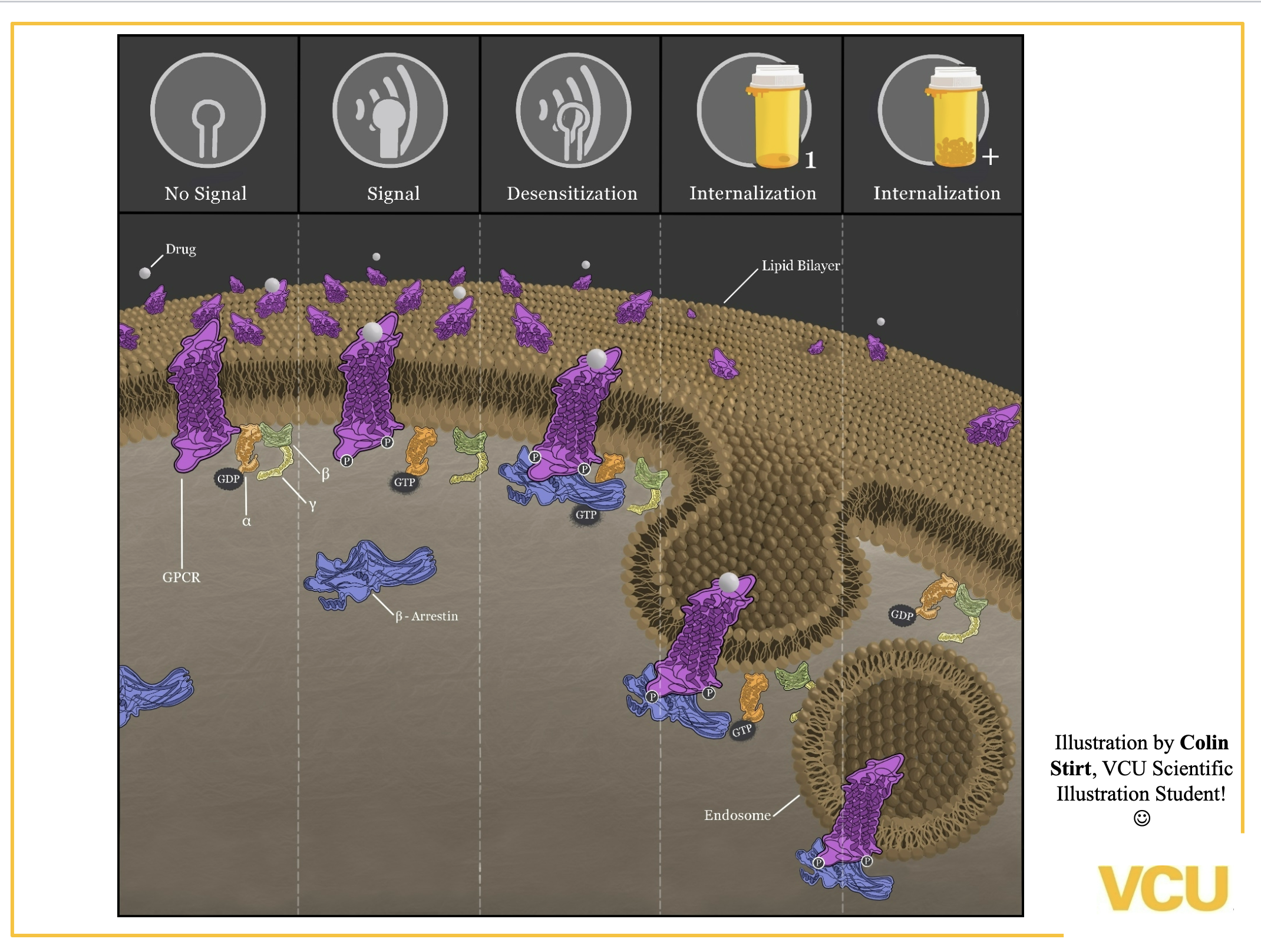 <ol><li><p>motions of how the signal works, start with the signal coming to the GPCR which turns G protein one by releasing GDP and obtaining GTP, then these sensors/ receptors can become over time drug tolerant ( menaing if you give the drug too much it looses its effect), this is DUE to B- arresting, which binds to the inside of teh cell receptor and makes the receptor not work as well ( Desinsizatation). After the desinzitized receptors gets eating into a vesicle inside the cell, where its no longer working = called internalization, this could lead to drug tolerance [ when a cell cannot work w/out the drug and it needs to function normally]. After internilization the receptor could be put back into the membrane to could be degraded. </p></li><li><p>a ) Gi = inhibitory, and the pertussin toxin is the one that indicates this, blocks Gi, generates uncontrolled cough. </p></li></ol><p>b) Gs= stimulatory, and the cholera toxins is the one that indicates this by blocking Gs, you can poop yourself to death. </p><p>c) different ligands act on the same receptor  and canccause diff subtypes of G proteins. </p><p>d) G protein can turn on ion channels and membrane bound enzymes. </p><p></p>