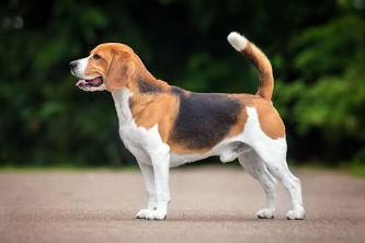 <p>Beagle</p>