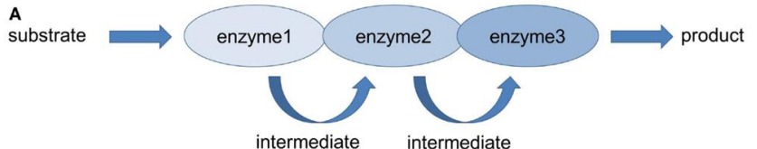 <p>A series of linked reactions that create a product from reactants with the help of enzymes</p><ul><li><p>Products become reactants in the following “reaction” until the end product</p></li></ul><p></p>