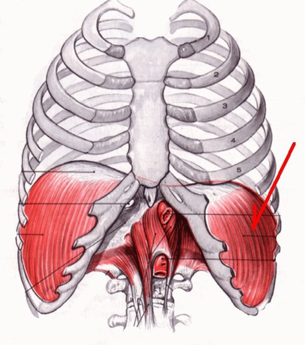 <p>flat, skeletal muscle; floor of thoracic cavity; roof of abdominal cavity</p>