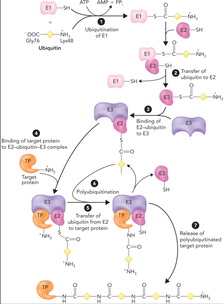 <ul><li><p>ubiquitin is activated through an ATP dependent reaction which links ubiquitin to E1</p></li><li><p>ubiquitin is then transferred to E2 which releases E1 and leads to the formation of an E2-E3 complex</p></li><li><p>ubiquitination of target protein initiates the polyubiquitination process which links at least four ubiquitin subunits together through a series of gly76-lys48 linkages</p></li></ul><p></p>