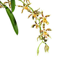 <p>Planta </p>