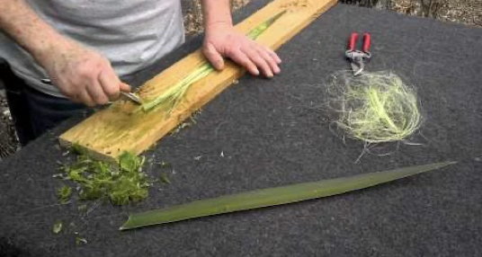 <p>Physically scraping away unwanted plant matter around <strong>hard leaf fibers</strong></p>