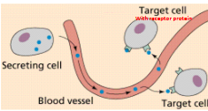 <p>A biochemical messenger released by one part of</p><p>the body (endocrine cells) that affects another</p><p>part of the body (target cells).</p><p>Circulate throughout the body in blood vessels or other ducts.</p>