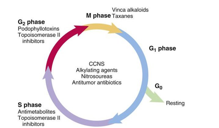 <p>Phase of the cell cycle where the cell divides into two daughter cells.</p><p>a. G1 Phase</p><p>b. S Phase</p><p>c. G2 Phase</p><p>d. M Phase / Mitosis</p>