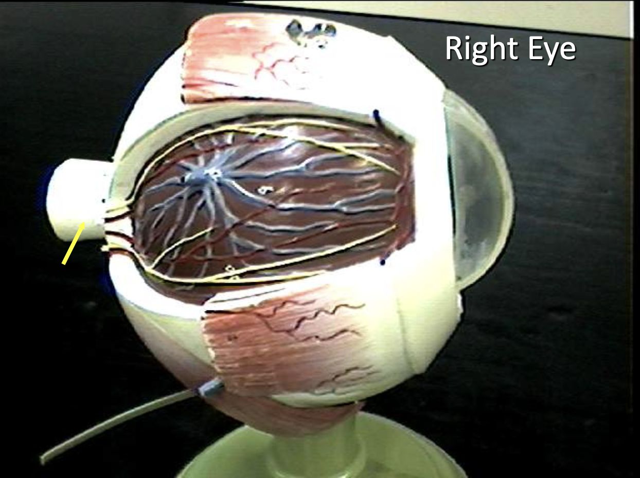 <p>Identify the eye parts of the right eye.</p>